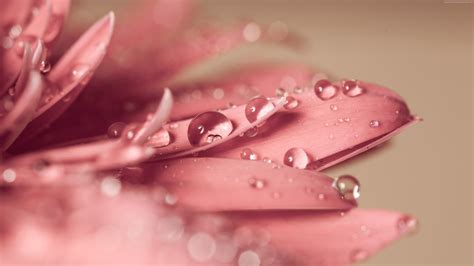 🔥 Download Pink Gerbera Daisy Water Droplets Uhd 4k Wallpaper By