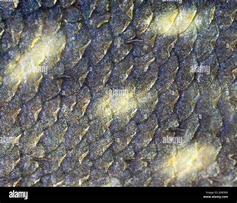 Texture Of Fish Scales Extreme Closeup Stock Photo Alamy