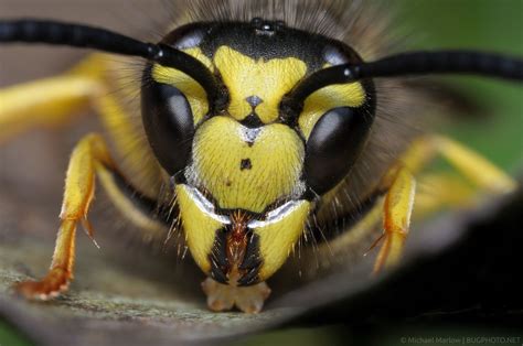 76 Best Of Are Yellow Jacket Wasps Poisonous Insectza