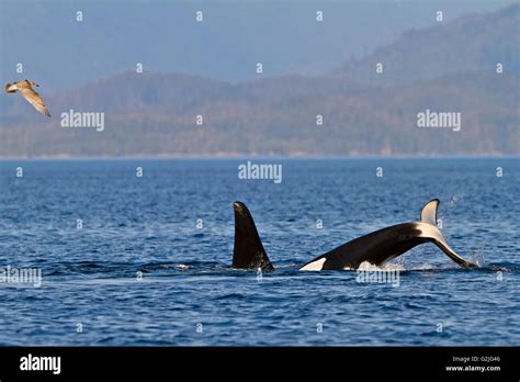 Transient Killer Whales Orca Orcinus Orca T30s And T137s After