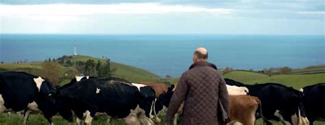 .nos açores, a base da alimentação é a erva (azevém, trevos, aveia, luzerna…), em pastoreio quase todas as vacas comem alguma ração, para equilibrar a forragem de base. As vacas felizes dos Açores | Portal Agronegócios.eu