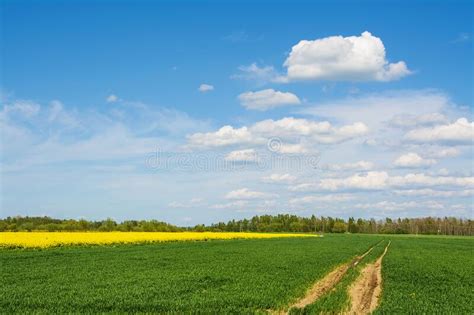 Rapeseed Field Dirt Road And Blue Sky Beautiful Spring Landscape In