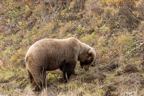 Grizzly Bear In Denali National Park In Fall Stock Image Image Of