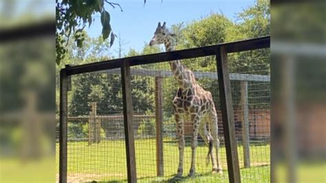 Plumpton Park Zoos Jimmie The Giraffe Placed On Hospice Care
