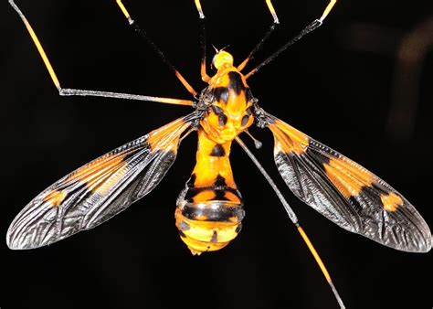Orange Fat Crane Fly Leptotarsus Leptotarsus Ducalis Bancrofti
