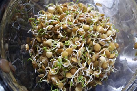Sprouting seeds - Thrive