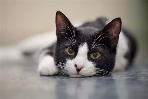 10 Black And White Cat Breeds • Hellobark