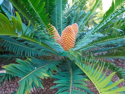 One species of the african cycads, genus encephalartos, has evolved to withstand the stress of living in desert environments. The Jurassic Period | Sutori