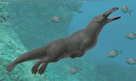 Four Legged Whale That Lived 40 Million Years Ago Is Found Along The