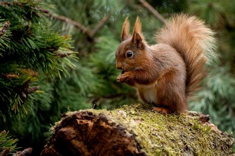 Can we bring them back? 10 of the most endangered animal species in Britain - Countryfile.com