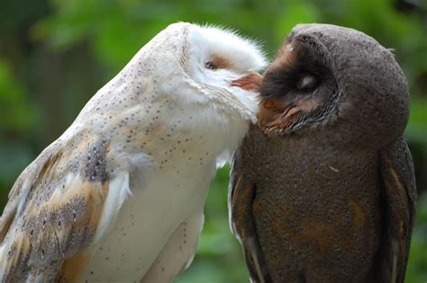 A Normal And A Melanistic Barn Owl From Germany Owl Barn Owl