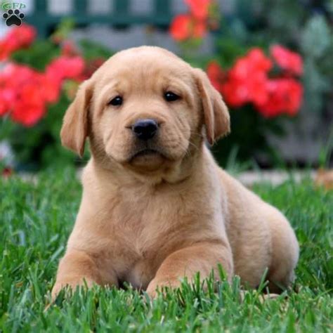 Trevor - Fox Red Labrador Retriever Puppy For Sale in Pennsylvania