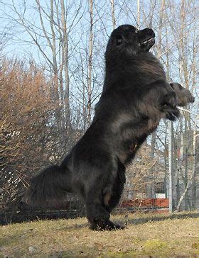 Welcome to the happy haus: Pin by Big Barker Dog Beds on DOGS i LOVE | Huge dogs ...