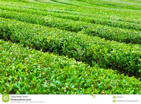 Green Tea Plantation At Jeju Island South Korea Stock Image Image Of