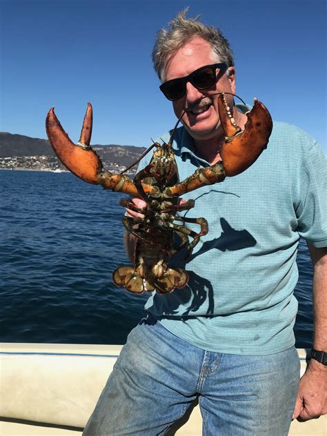 Diver Finds Maine Lobster Off Southern California Waters