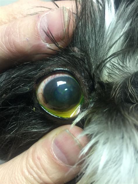 Corneal Ulcer Cat Eye Problems Eyes Problems Dog Cat