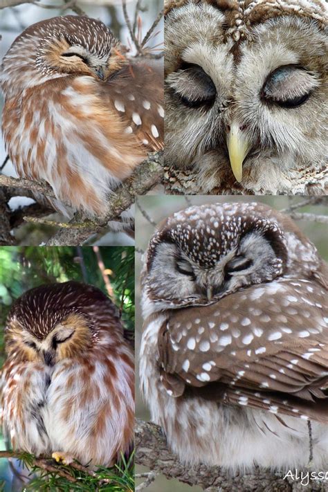 Sleeping Owls Owl Images Beautiful Owl Owls Drawing