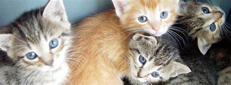 Cute Baby Kittens Facebook Cover Photo