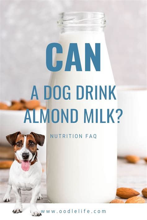 While trying out almond milk, i looked down at beau and questioned if almond milk was something he could have, since he isn't an avid water drinker. Can Dogs Drink Almond Milk? Guide to What Happens - Oodle ...