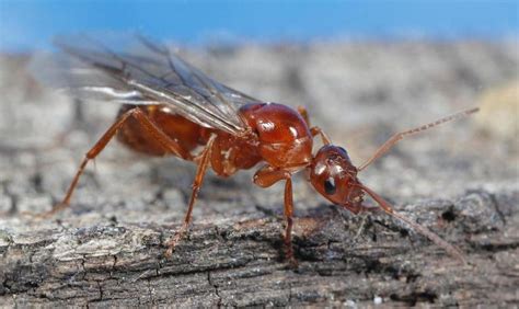 Flying Ants Vs Termites Control Exterminating Company