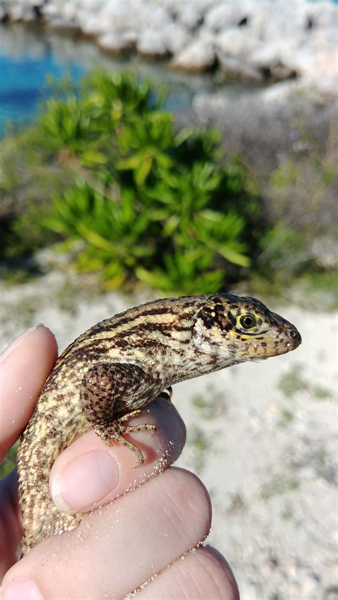 Large Northern Curly Tailed Lizard Found In The Bahamas Last October