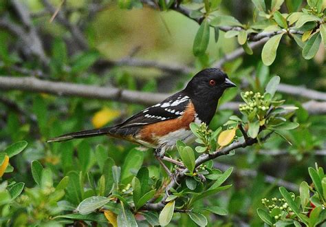 Rufous Sided Towhee 2 Photograph By Linda Brody