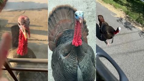 Aggressive Wild Turkeys Take Over Massachusetts Town Crooks And Liars