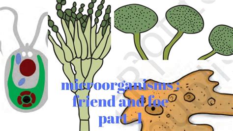 Microorganisms Friend And Foe Ncert Class Th Science With Full Explanation YouTube
