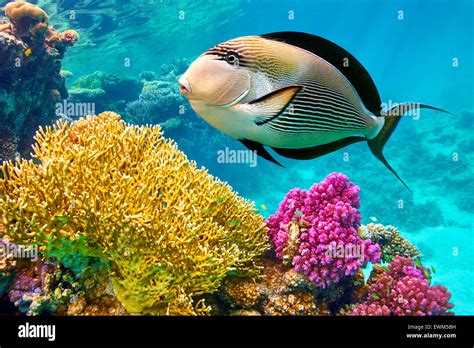 Red Sea Underwater View At Fishes And Coral Reef Marsa Alam Egypt
