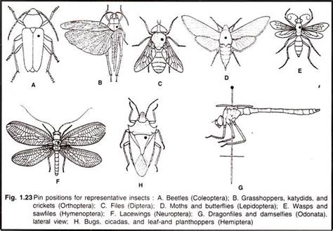 How To Preserve Insects Zoology