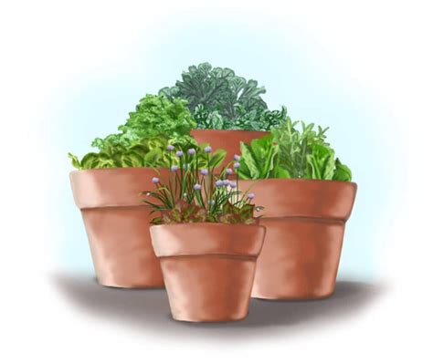 Grow A Salad Garden In Containers Bonnie Plants