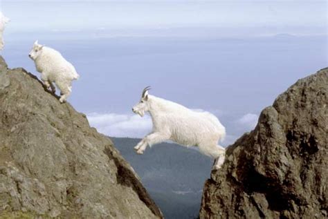 Mountain Goats On Your Trail They Like You And Your