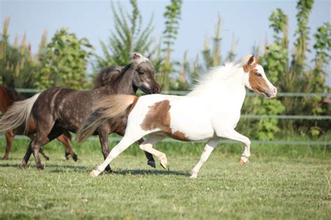 The Ultimate Guide To Miniature Horses As Pets