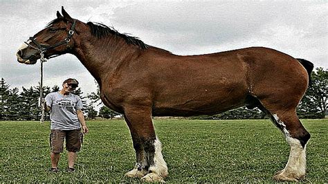 Top Ten Biggest Horses Our World Has Ever Had Horse Spirit