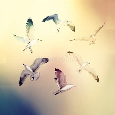 Illustration From Flying Seagulls Stock Photo Image Of Blue Flight
