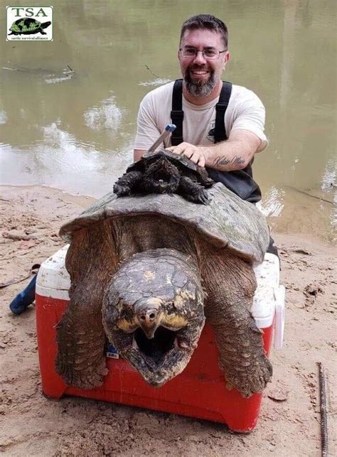 🔥 The Alligator Snapping Turtle The Largest Freshwater Turtle In North America 🔥 R