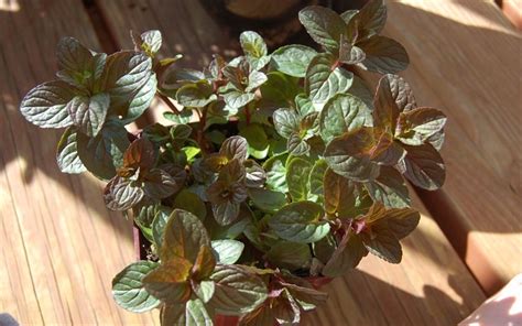 Chocolate Mint Mentha 1 5 Pot Groundcover Herb Perennial