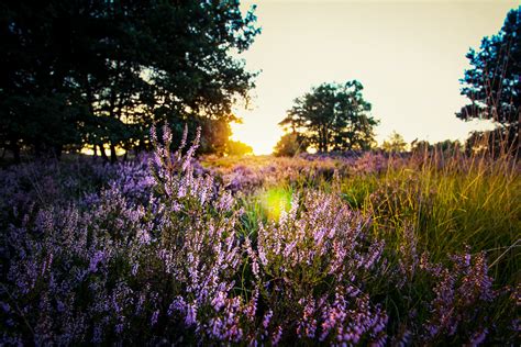 Purple Lavender On Field During Sunset · Free Stock Photo