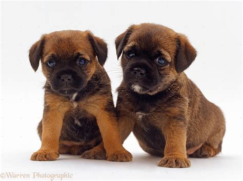 Border terriers are great for people who may have allergies as it sheds little. Rules of the Jungle: Border Terrier Puppies