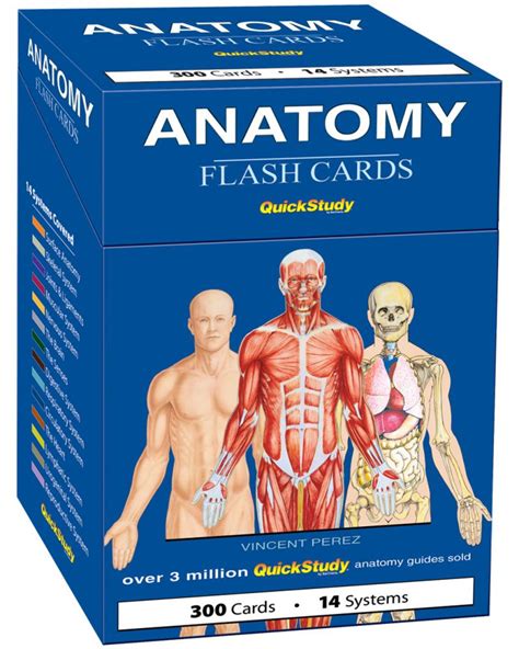 Anatomy Flash Cards 300 Cards