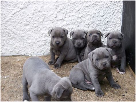 Why walk when you can run and play games? is his motto. Staffordshire Bull Terrier - Puppies, Rescue, Pictures ...