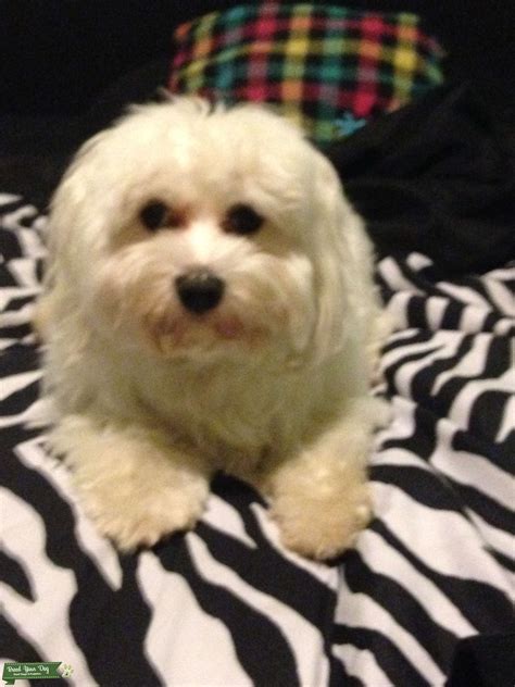 Pure Bred Maltese Stud Dog In Atlanta The United States Breed Your Dog