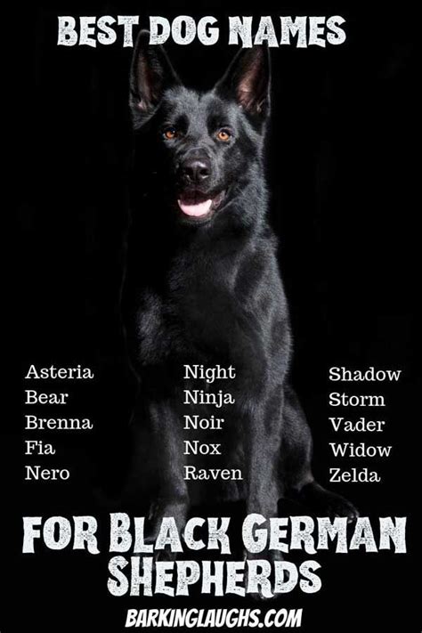 The Best Dog Names For Black German Shepherds Barkinglaughs Gsd