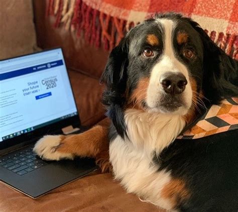 15 Funny Pictures Of Bernese Mountain Dogs Controlling Their Humans To
