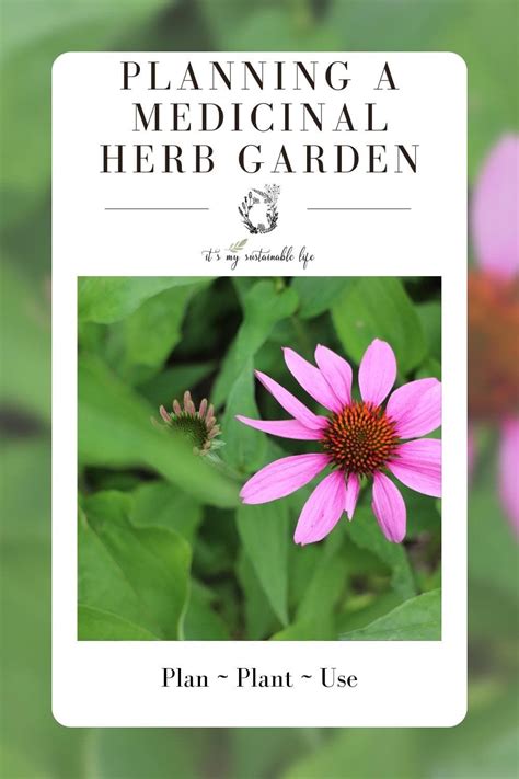 Planning A Medicinal Herb Garden In 2022 Medicinal Herbs Garden