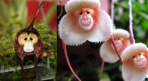 This Unique Orchid Looks Like It Has Adorable Monkey Faces For Flowers