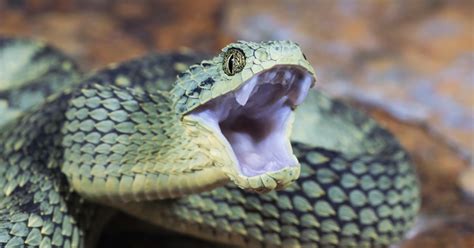 Venomous Viper Bites Worker At San Diego Zoo