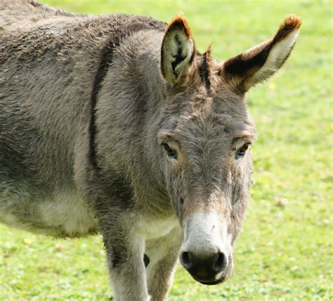 Download Free Photo Of Donkeyheadportraitearseyes From