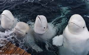 Beluga Whales Show Their Playful Side By Squirting Water Into Their