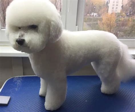 20 Best Bichon Frise Haircuts For Your Puppy Page 3 Of 6 The Paws